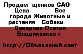 Продам ,щенков САО. › Цена ­ 30 000 - Все города Животные и растения » Собаки   . Северная Осетия,Владикавказ г.